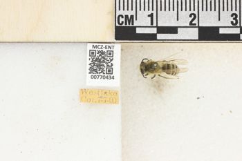 Media type: image;   Entomology 770434 Aspect: Labels